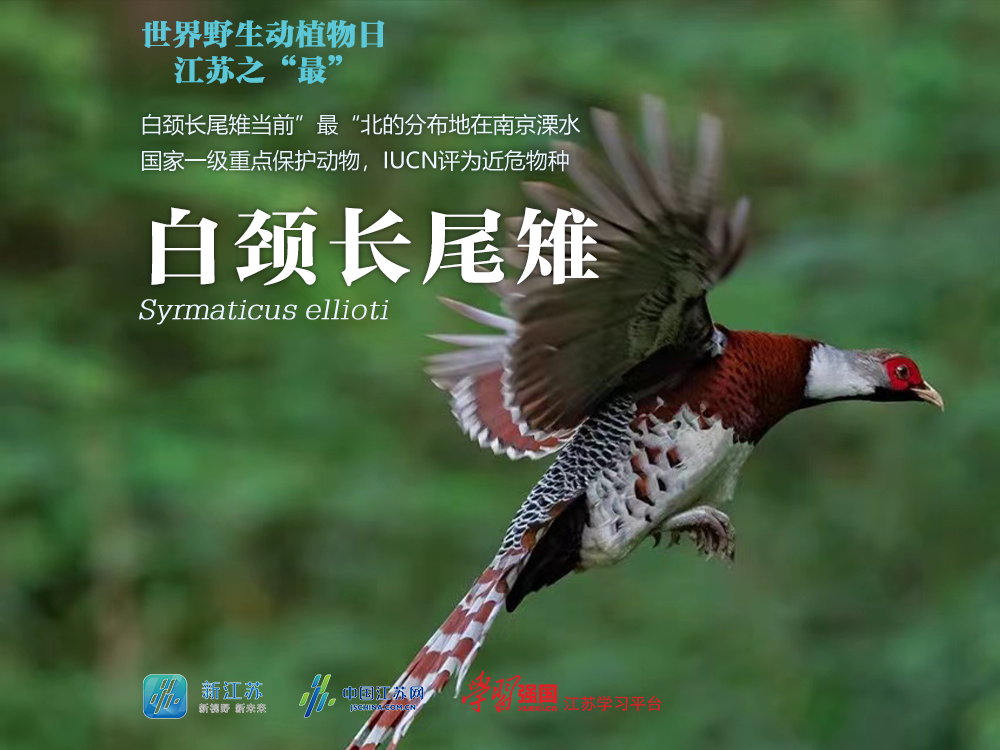 图源：中国野生动物保护协会