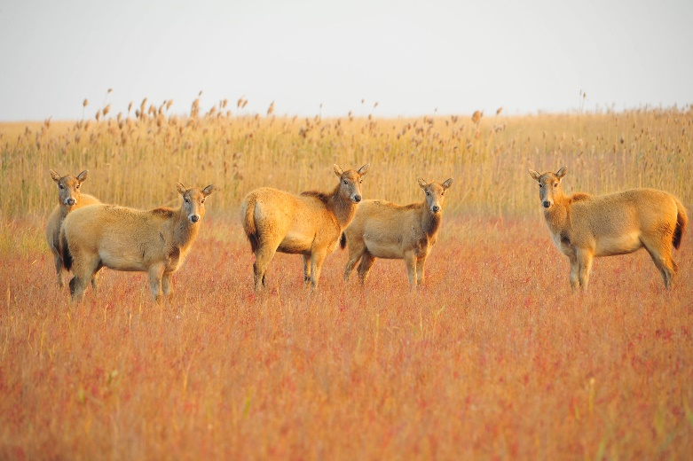 摄于江苏大丰麋鹿国家级自然保护区