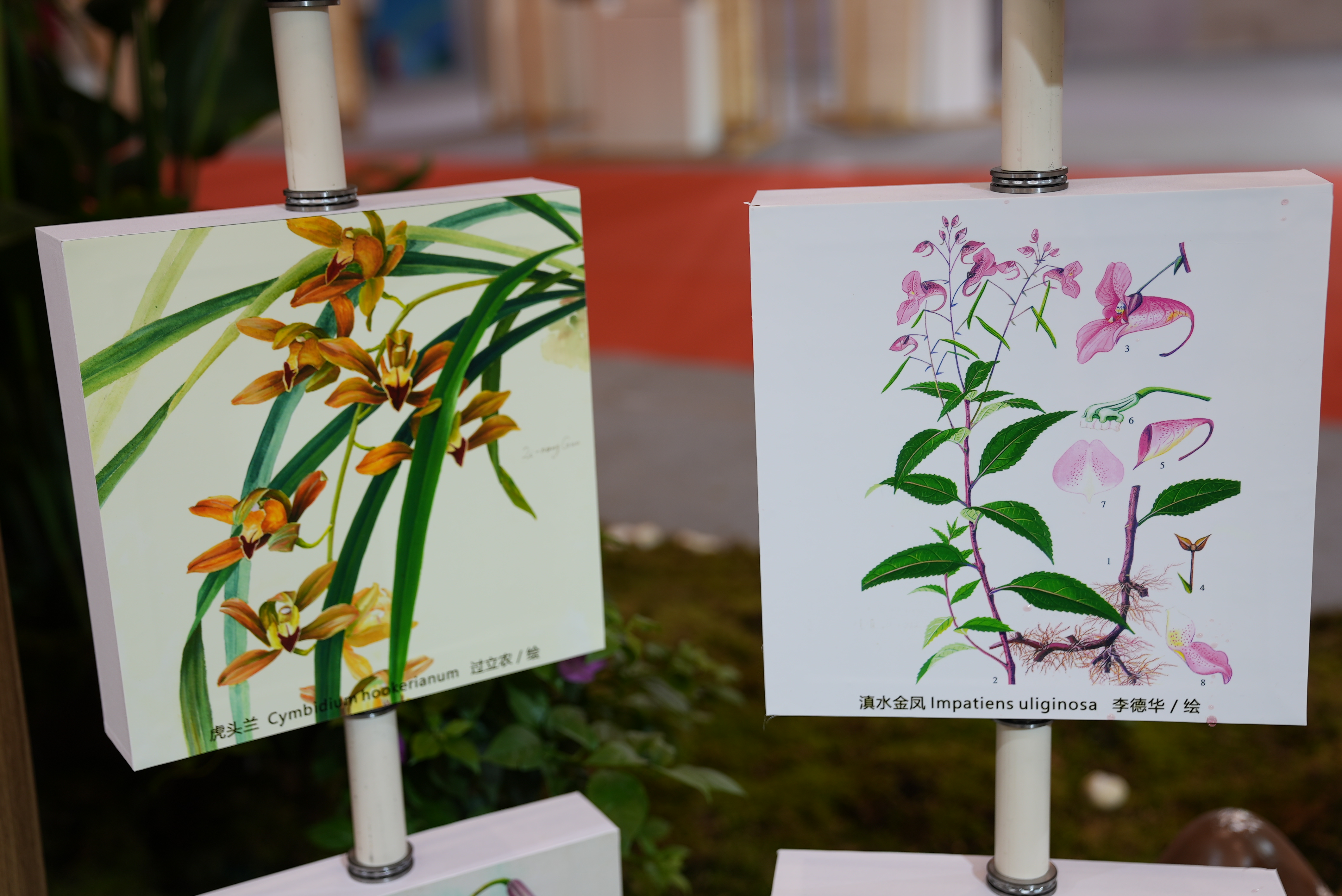 届时,国内的大部分植物科学画画师将会齐聚一堂