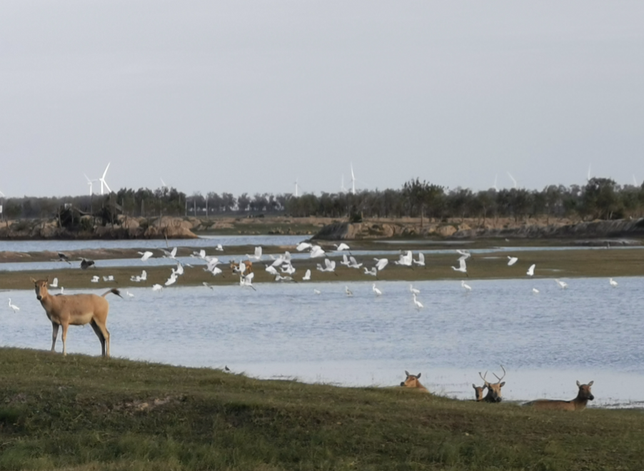 野鹿蕩位于鹽城大豐黃海灘涂，是地球上保存較為完好的原始濕地之一